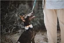 The dog, from the shelter's listing