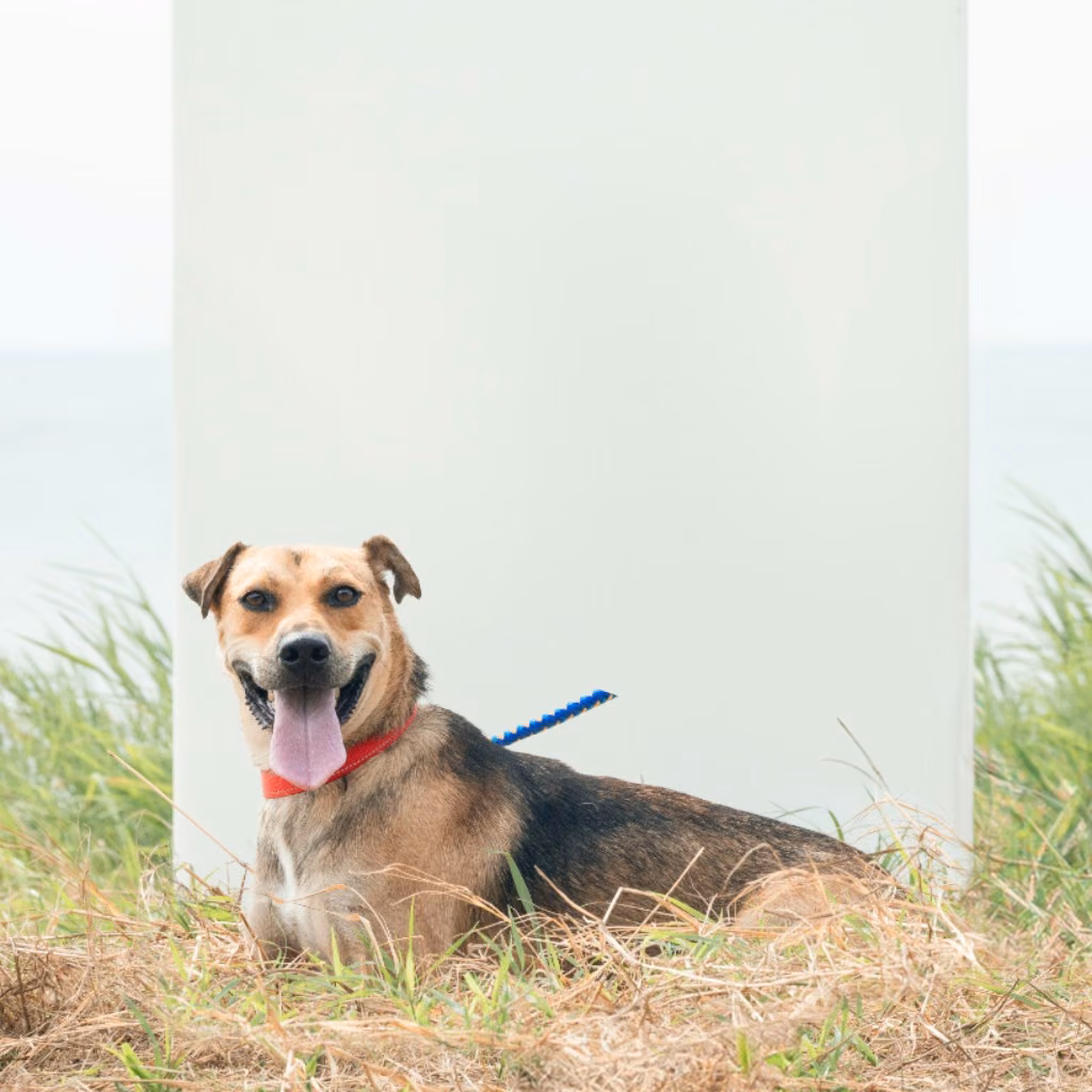 The dog, from the shelter's listing