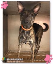 The dog, from the shelter's listing