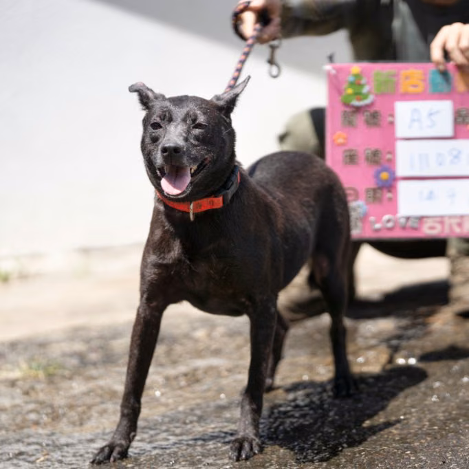 The dog, from the shelter's listing