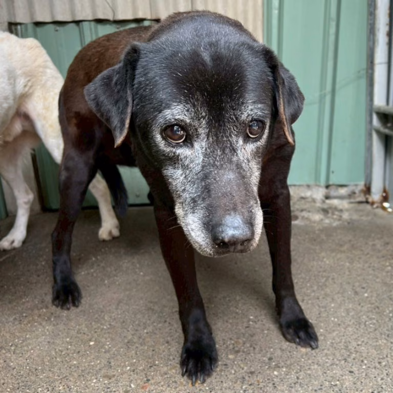 The dog, from the shelter's listing