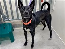 The dog, from the shelter's listing