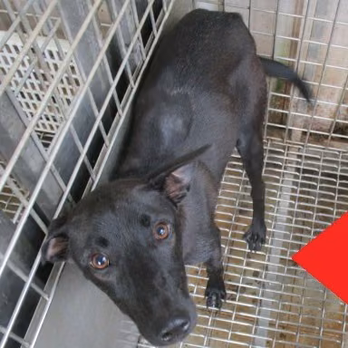 The dog, from the shelter's listing