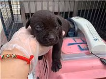 The dog, from the shelter's listing