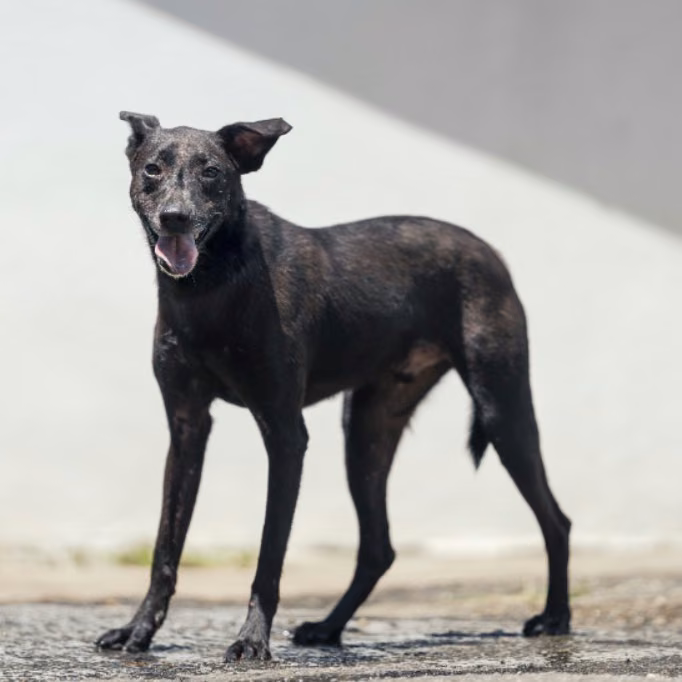 The dog, from the shelter's listing
