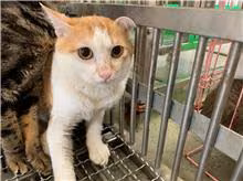 The cat, from the shelter's listing
