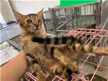 The cat, from the shelter's listing