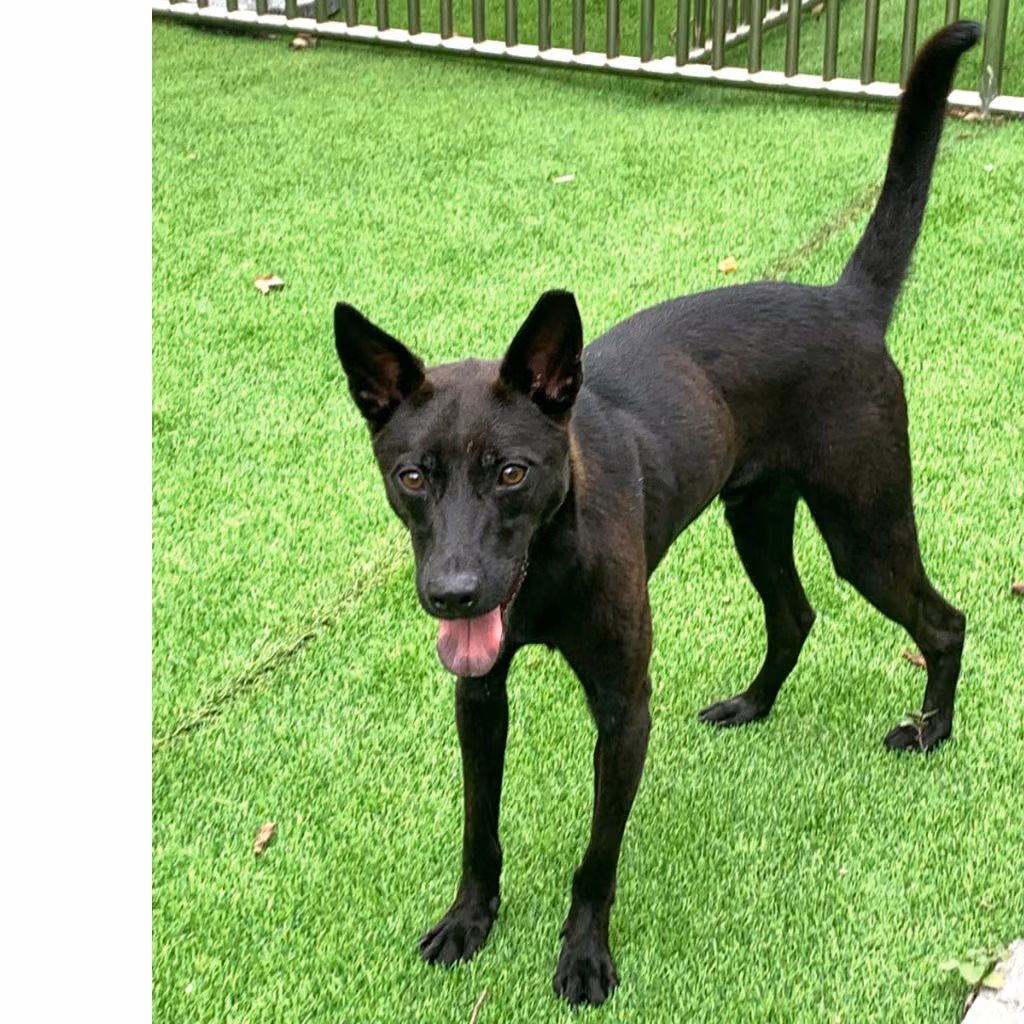 The dog, from the shelter's listing