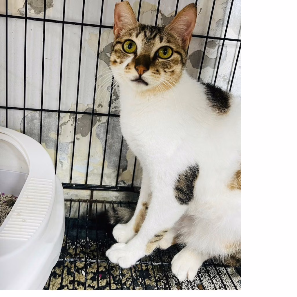 The cat, from the shelter's listing