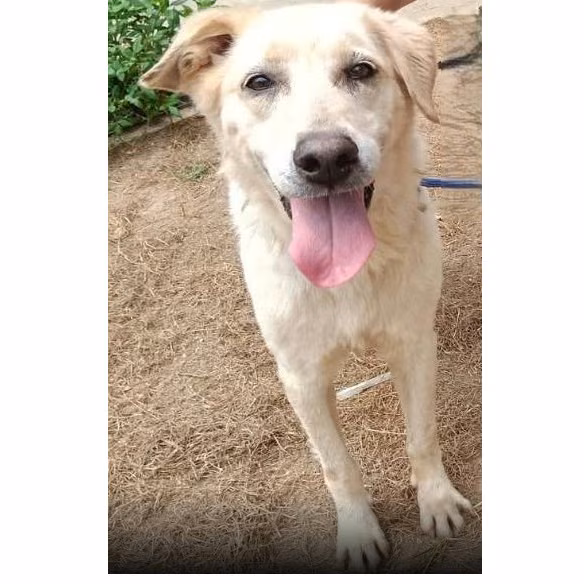 The dog, from the shelter's listing