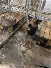 The dog, from the shelter's listing