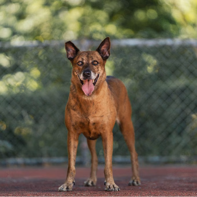 The dog, from the shelter's listing