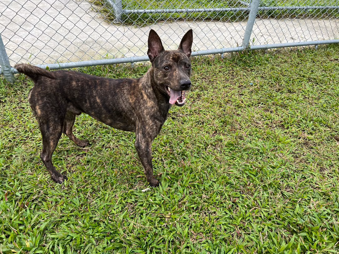 The dog, from the shelter's listing