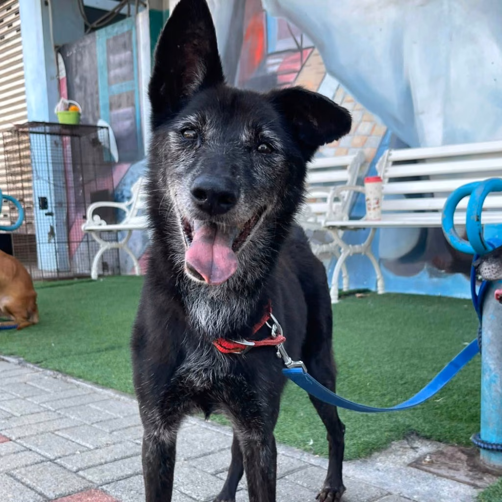 The dog, from the shelter's listing