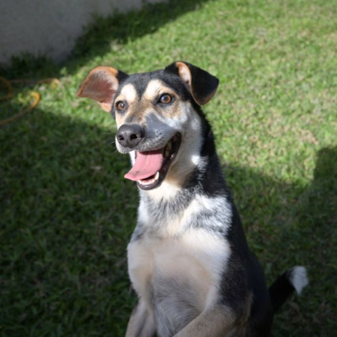 The dog, from the shelter's listing