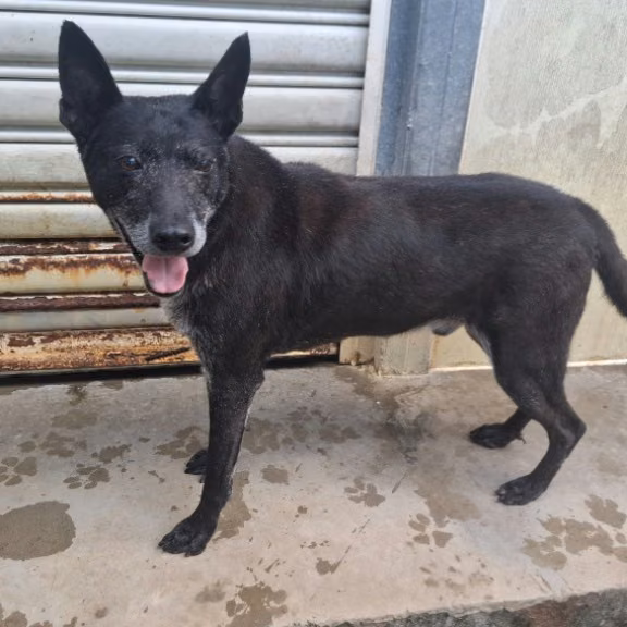 The dog, from the shelter's listing