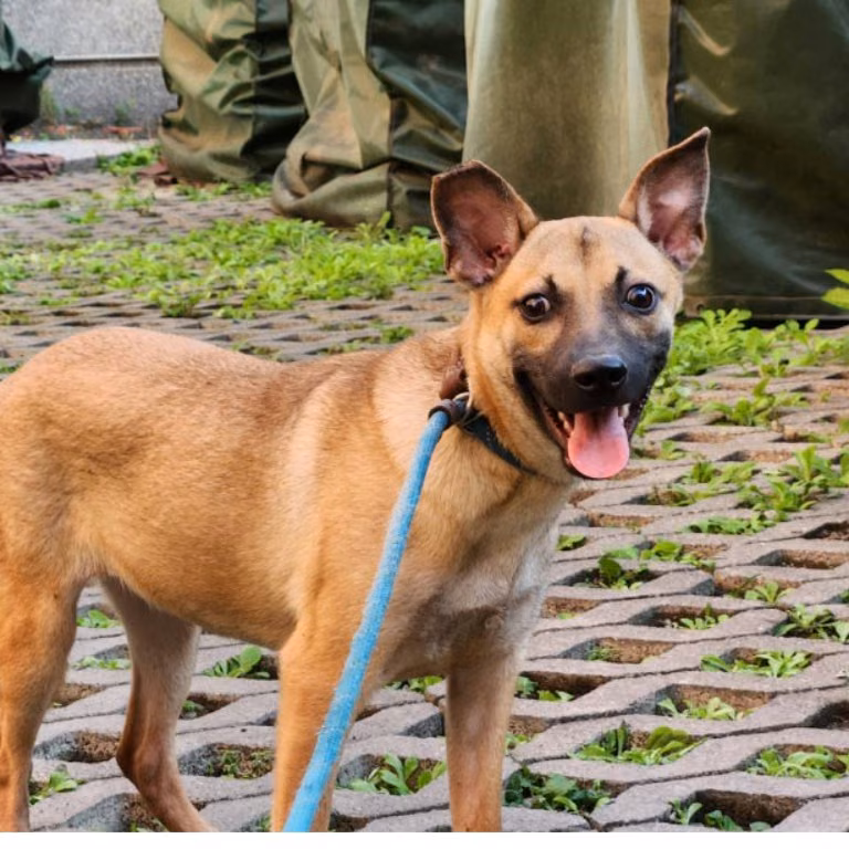 The dog, from the shelter's listing