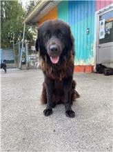 The dog, from the shelter's listing