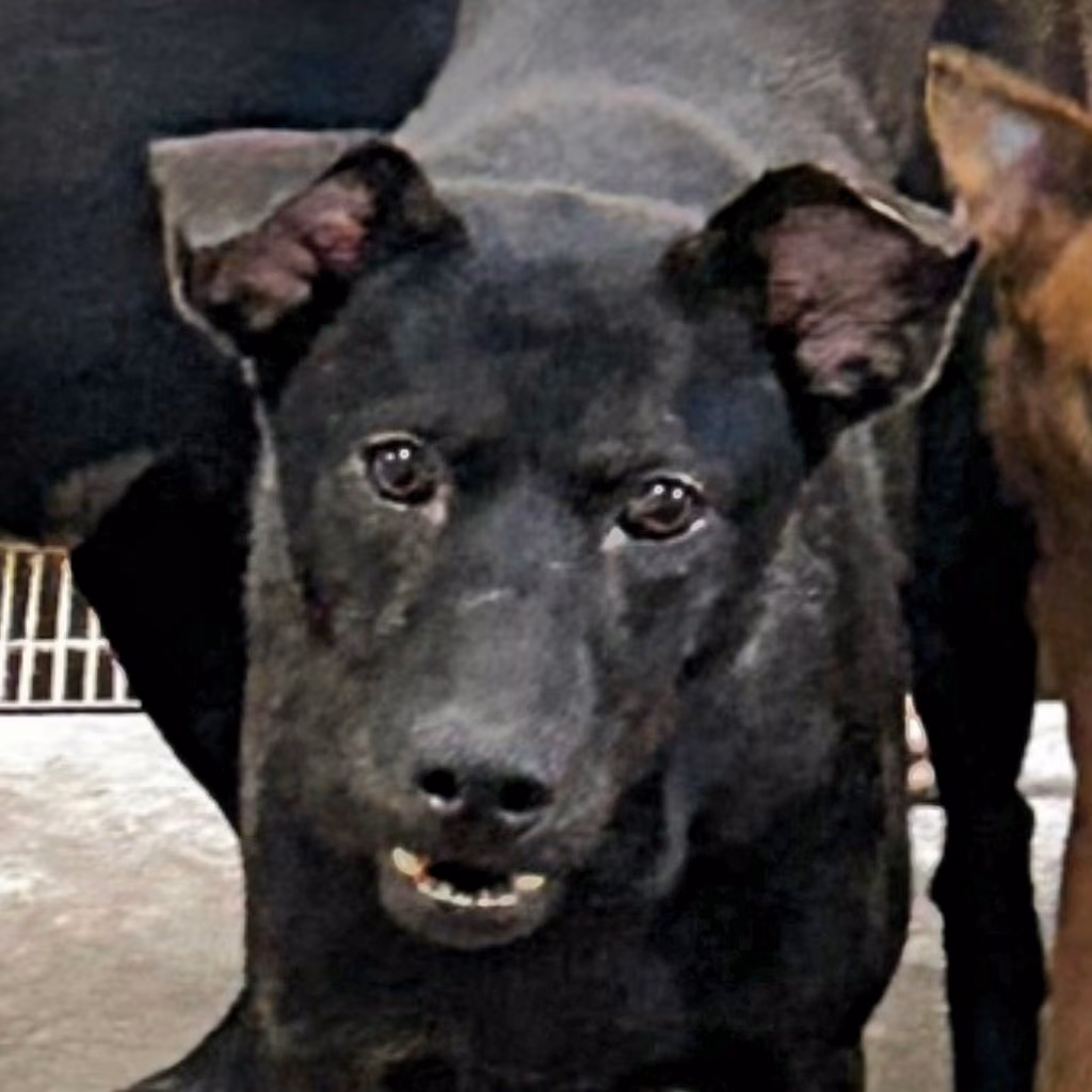 The dog, from the shelter's listing