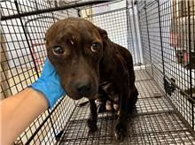 The dog, from the shelter's listing
