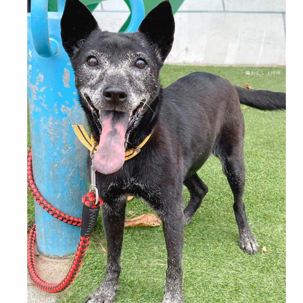 The dog, from the shelter's listing