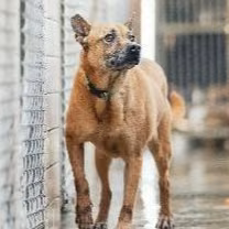The dog, from the shelter's listing