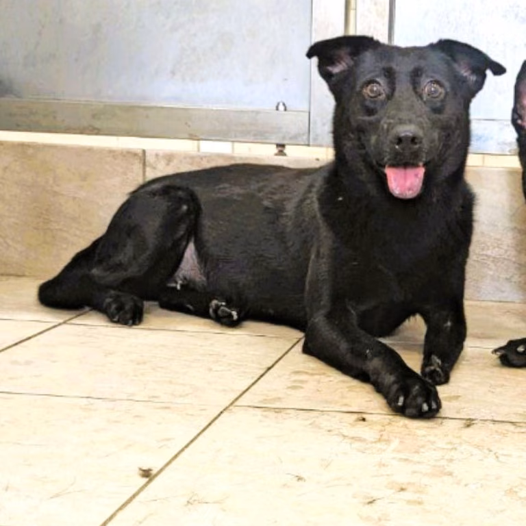 The dog, from the shelter's listing
