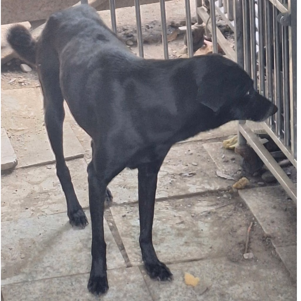 The dog, from the shelter's listing