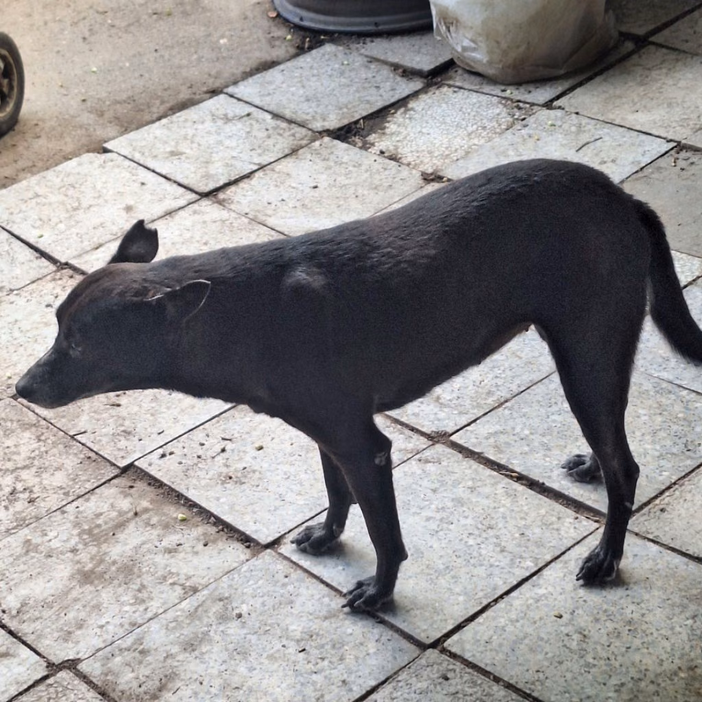 The dog, from the shelter's listing