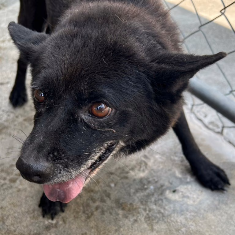 The dog, from the shelter's listing