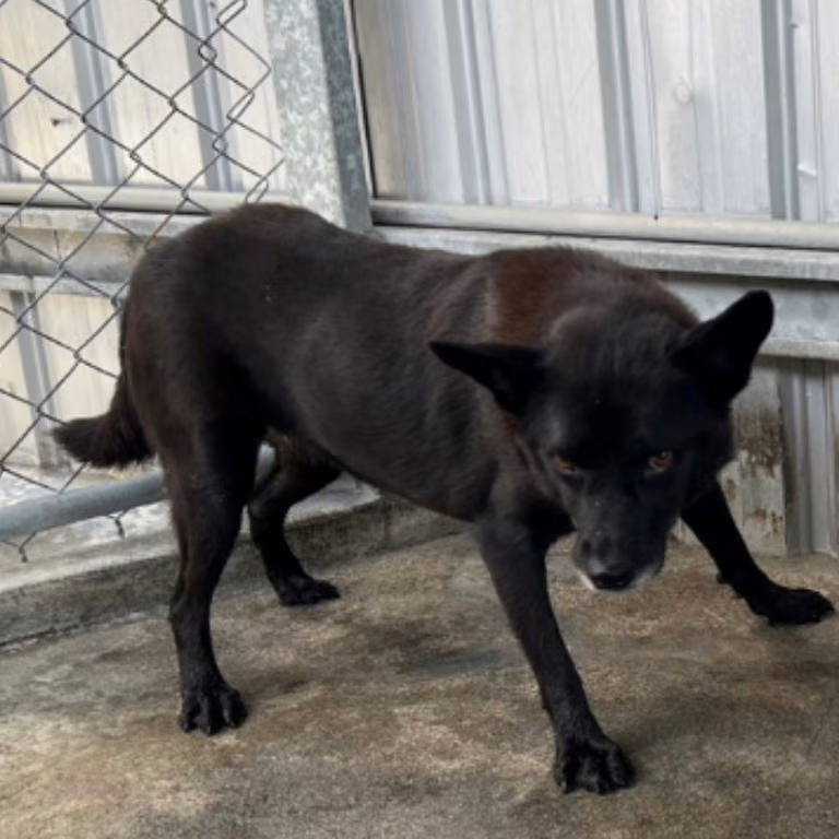 The dog, from the shelter's listing