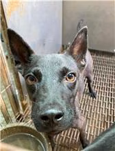 The dog, from the shelter's listing