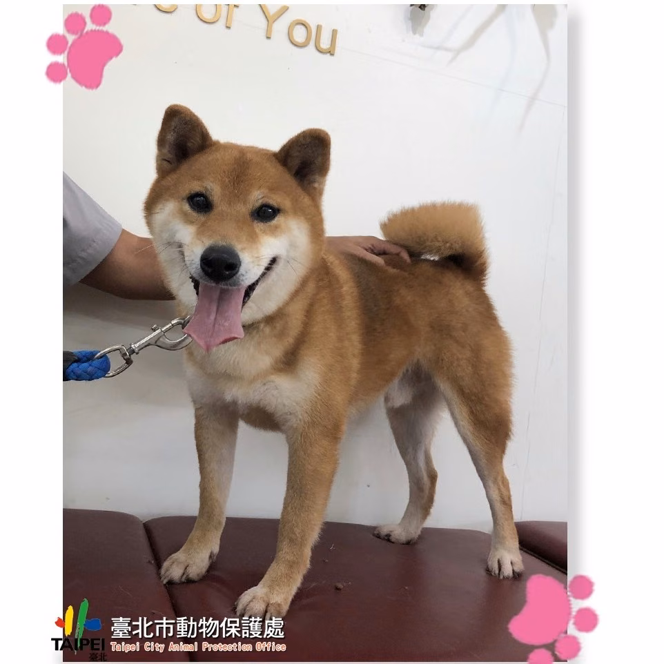 The dog, from the shelter's listing