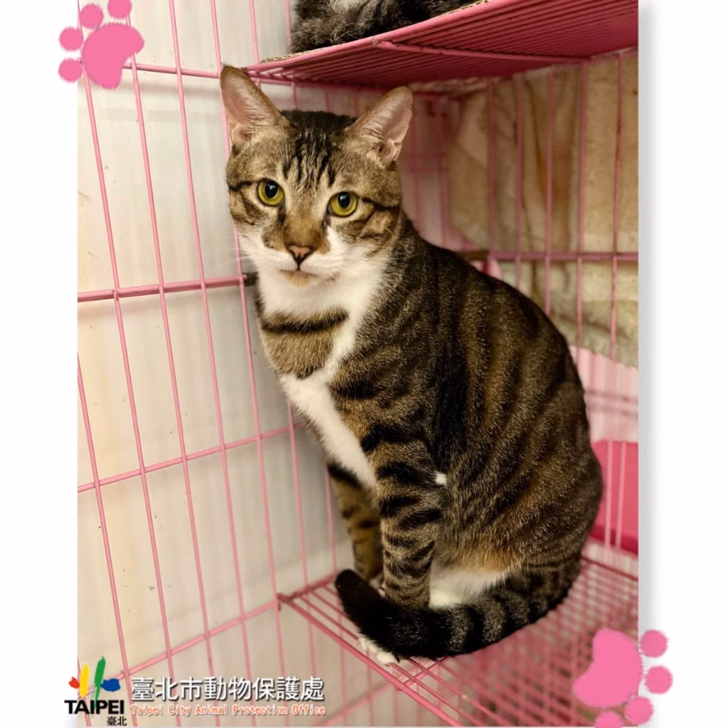 The cat, from the shelter's listing