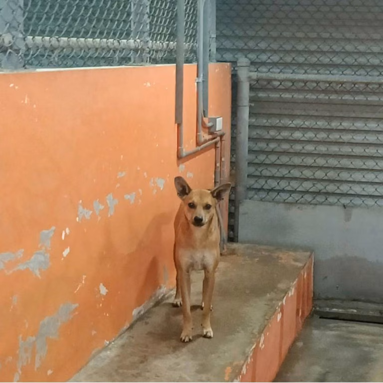The dog, from the shelter's listing