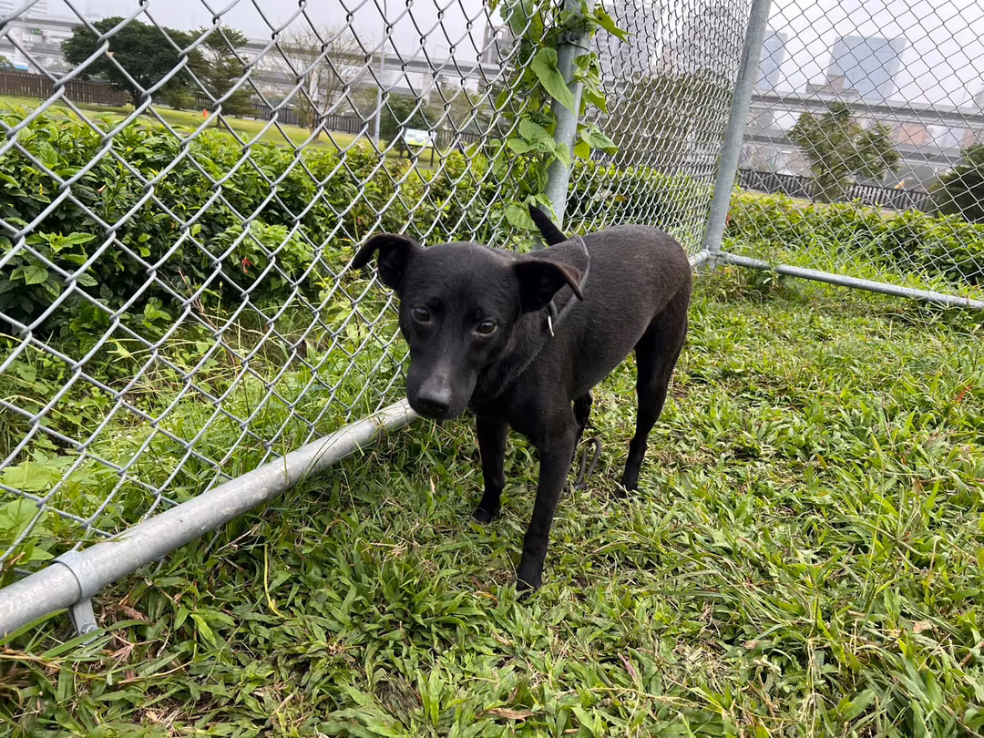 The dog, from the shelter's listing