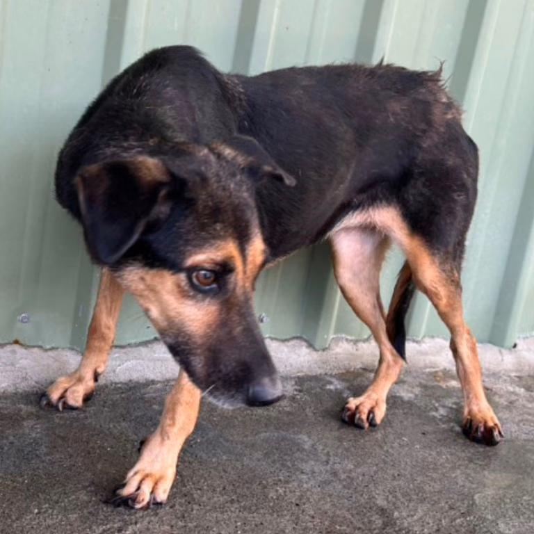 The dog, from the shelter's listing