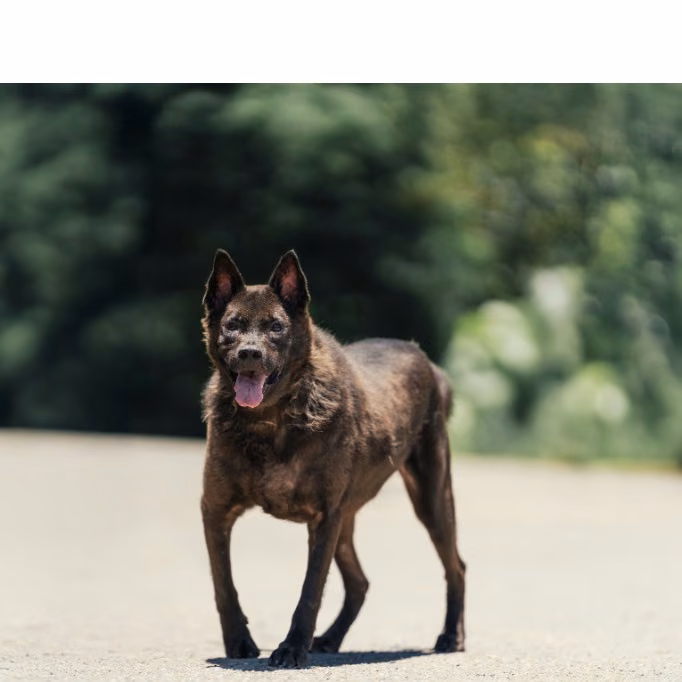 The dog, from the shelter's listing