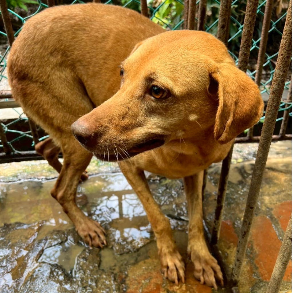 The dog, from the shelter's listing