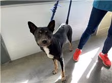 The dog, from the shelter's listing