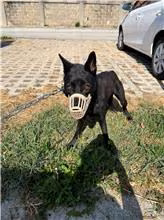 The dog, from the shelter's listing