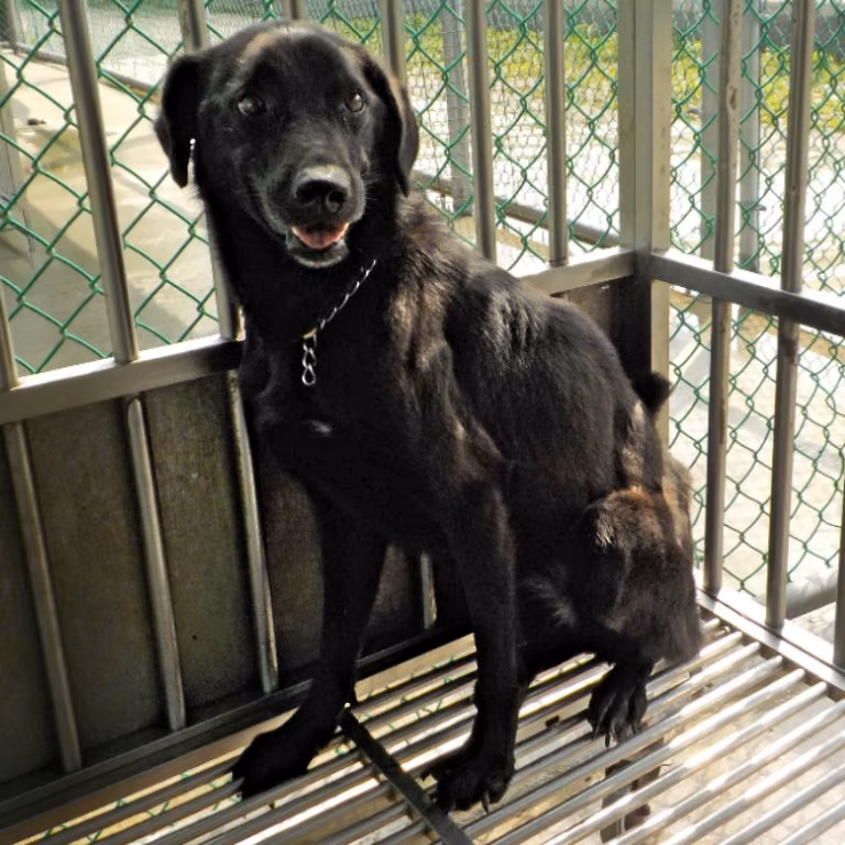 The dog, from the shelter's listing