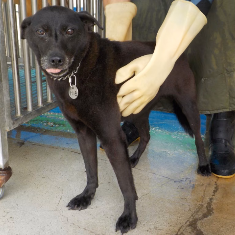 The dog, from the shelter's listing