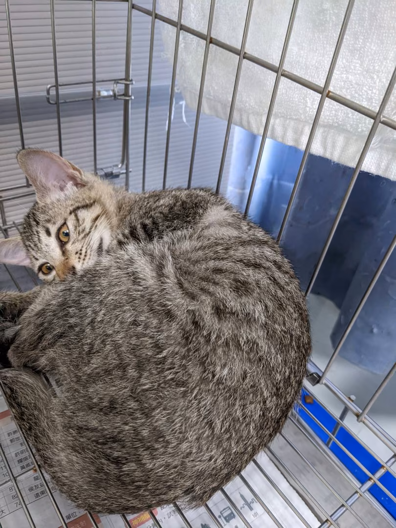 The cat, from the shelter's listing