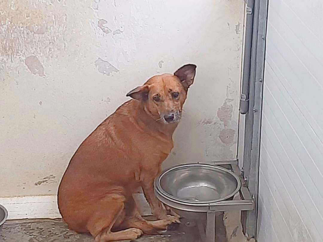 The dog, from the shelter's listing