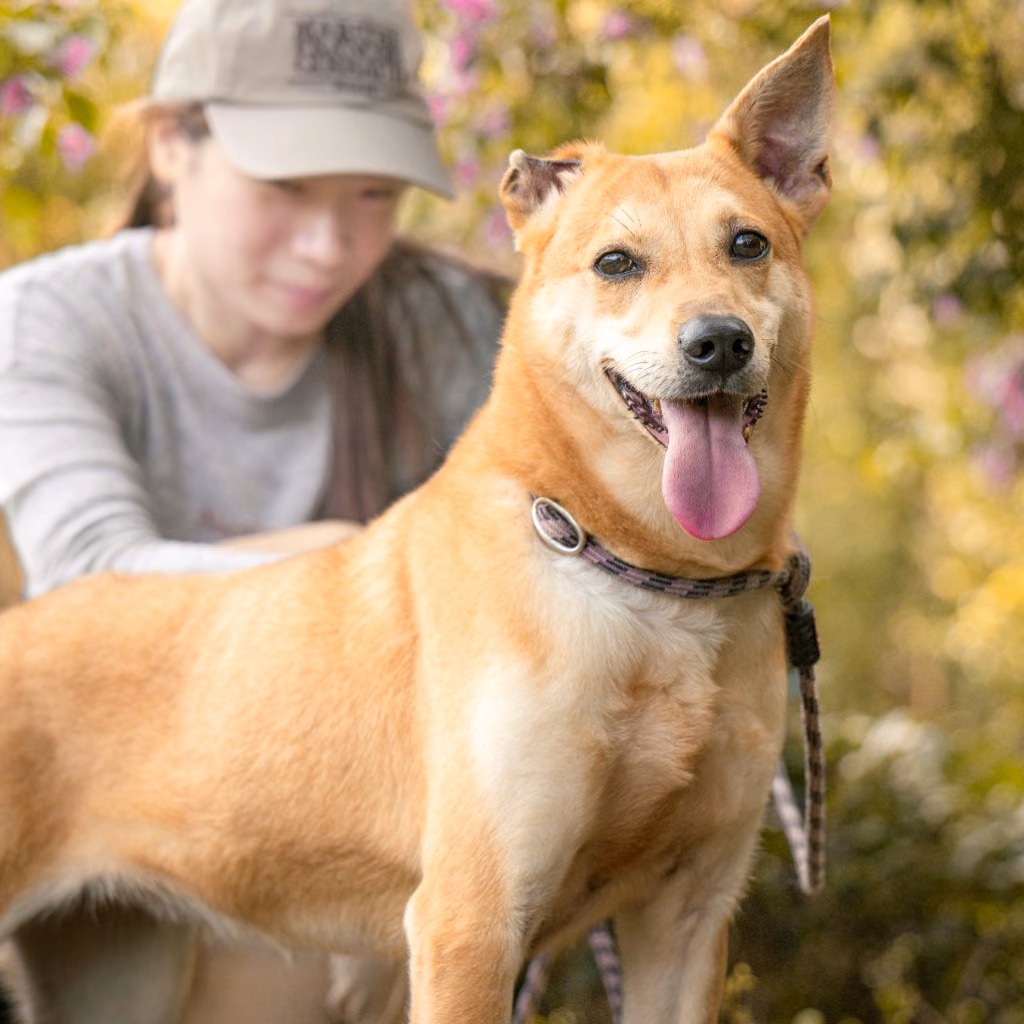 The dog, from the shelter's listing