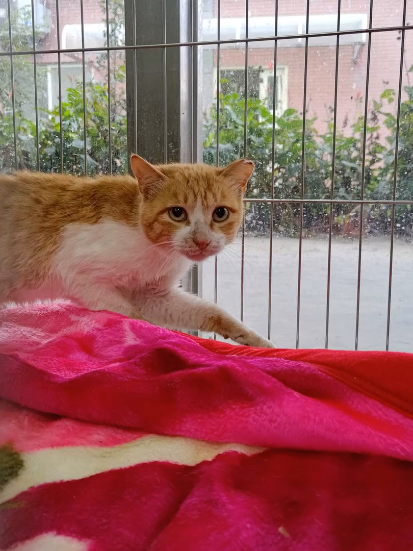 The cat, from the shelter's listing