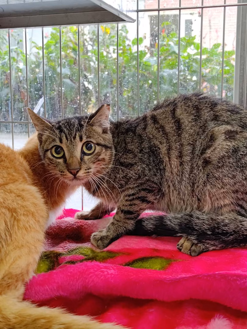 The cat, from the shelter's listing