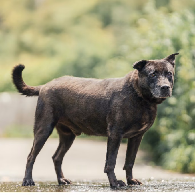 The dog, from the shelter's listing