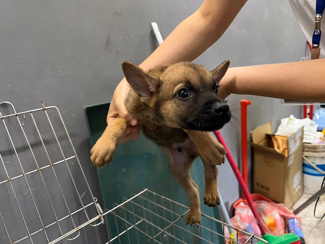 The dog, from the shelter's listing